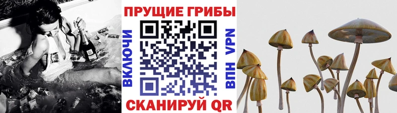 Псилоцибиновые грибы Magic Shrooms  купить наркотик  Моздок 